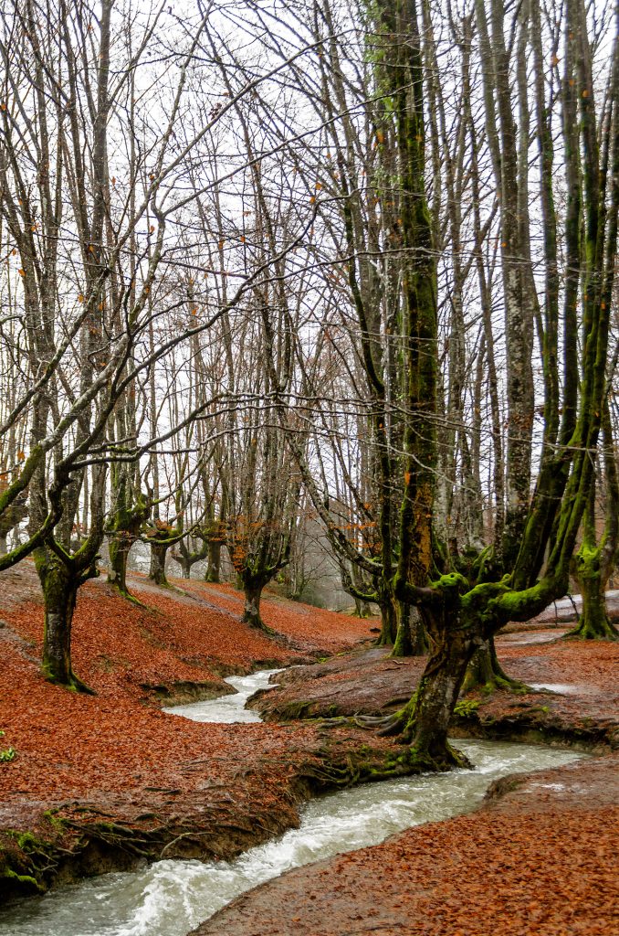 bosque magico